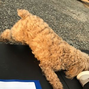 Meet your Posher, Annabelle